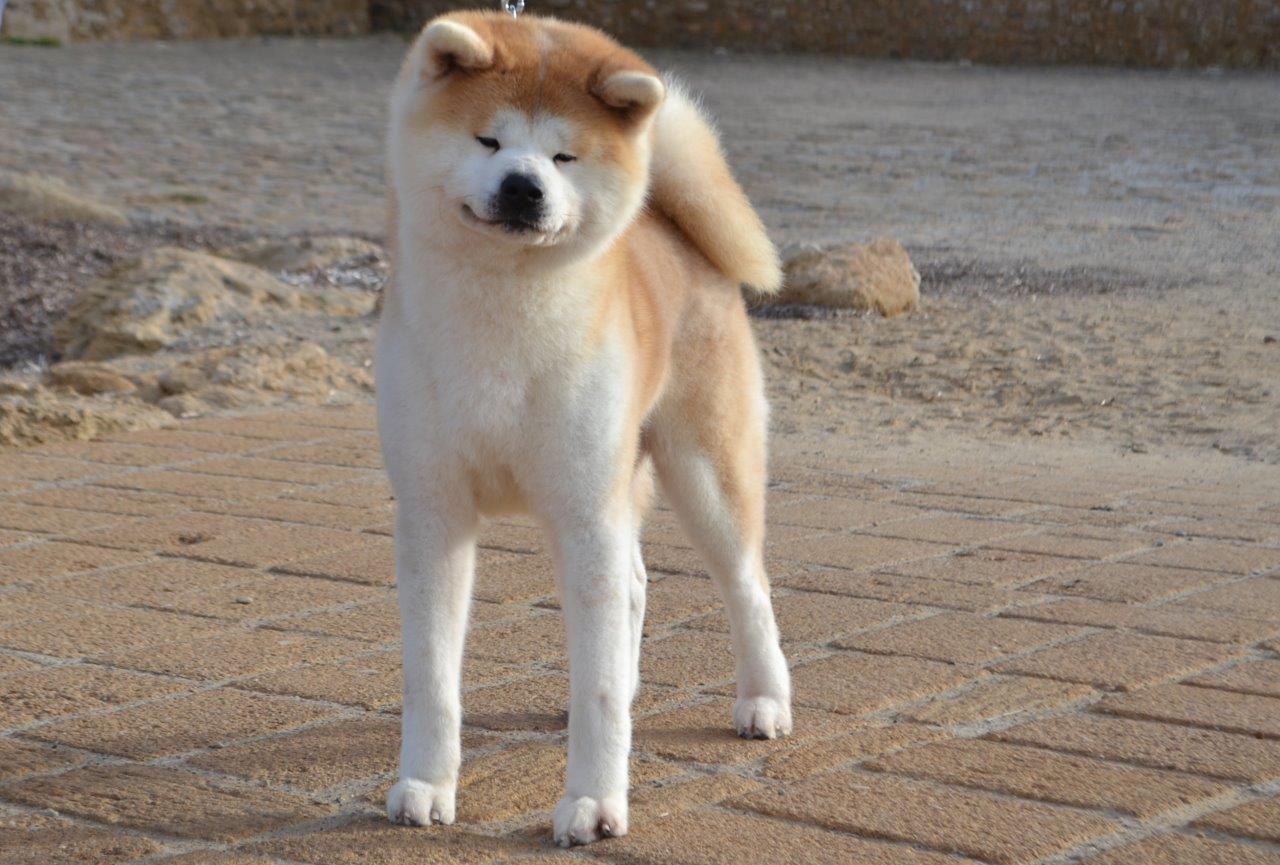 Genichi Go di Bordakitainu Kensha PROVA