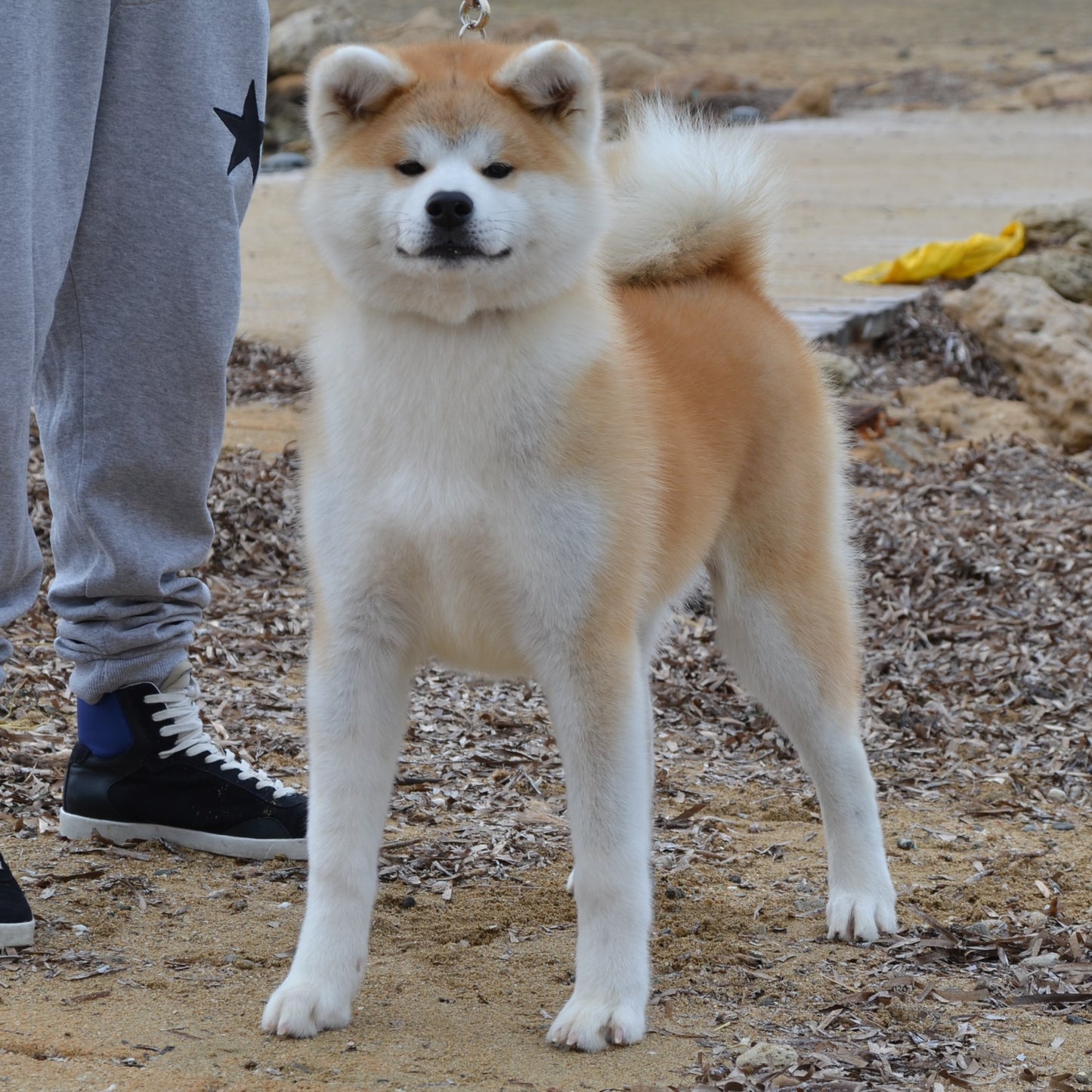 Genichi Go by Bordakitainu Kensha TRY 